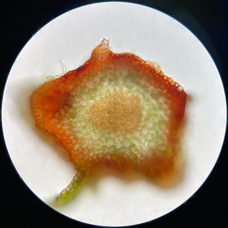 Mnium spinulosum